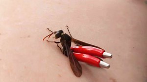 Mud dauber sting: The pain test