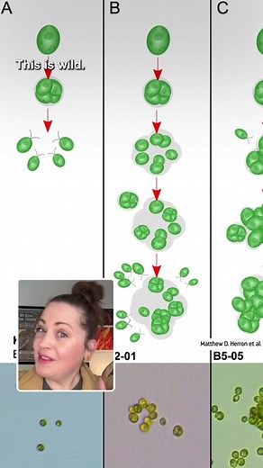 Did Predators Drive the Evolution of Multicellularity?