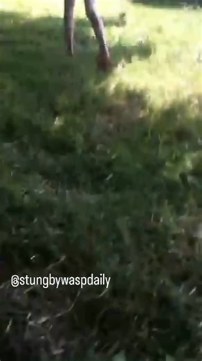 💥 Stung by Wasp Daily 🐝 on Instagram: "Day 80 Kid vs. Wasp 🐝💥 He’s still fighting for his life 😂 Follow @stungbyawaspdaily for tomorrow’s sting. #viral #reels #funnyvideos #explorepage #viraltrend #trendingreels #viralvideo #funnyreels #memeoftheday #memesdaily #instafunny #funnycontent #haha #lol #lmao #viralreel #reelsoftheday #viralcomedy #funnyclip #reeltrend #relatablememes #laughoutloud #funnyaccount #dailyreels #hilarious #reelhumor #funnyreel #inst