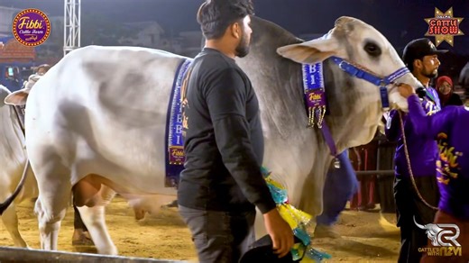 2.4K views · 66 reactions | KING OF BEAUTIES IS BACK AGAIN.. 朗朗  FIBBI CATTLE FARM  MASSIVE FANS INTREST MAKE OUR COLLECTION MORE ELEGANCE 勺勺 ALHAMDULILLAH !! MUST VISIT OUR FARM FOR MORE GEMS & FUTURE CHAMPS  #CattlesWithRizvi #FibbiCattleFarm #DalfaCattleShow #BadarExpo #TeamRizvi | Cattles With Rizvi | Facebook