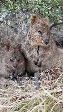 😊 Quokkas Are Internet Famous For A Reason #wildlife #cute