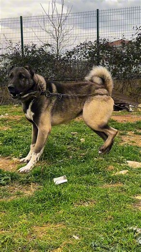 390K views · 10K reactions | The dog is growling so scary! What a growl! Köpek çok korkunç bir şekilde hırlıyor! Ne hırlama ama ! #keşfet #fyp #dogs | Birol Başyiğit | Facebook