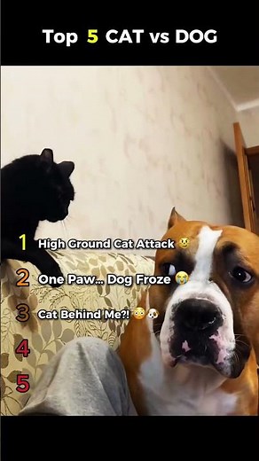 Dogs vs Cats: The Chaos Is Real 😹🐶 | Ranking Funny Moments