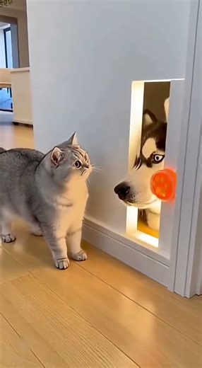 The Cat Pressed the Sensor... But a HUSKY Head Jumped Out!😳🐱🐶💥