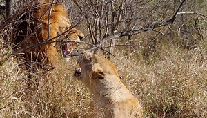 321K views · 10K reactions | Red Road Mating with the Pale-Eye Nharu Lioness | The Virtual Safari #270 | Tintswalo Safari | Facebook