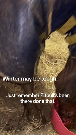 Welsh Pony Adventures in Winter Mud