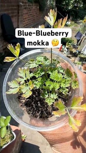 How to Grow blueberries 🫐 From Seeds#growwithme#gardening #shorts#ytshorts