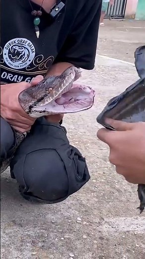 Snake (Python) teeth