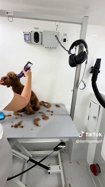 Cavapoo Grooming Transformation: Meet Jimmy