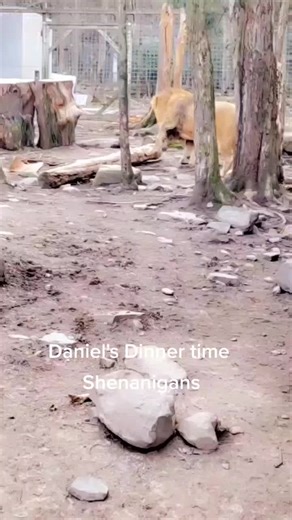 Lion Hide-N-Seek at the Zoo