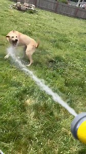 11 shares | Cody is a yellow lab mix and he needs moved out of his foster asap. He and the Aussie in the home so not so well together. Unknown about cats, he is high energy and is fully vetted. He loves the water , best with older kids, she he don't knock down a small child. He loves people ❤️ Please apply at cvpbr.org Or PM the page for more info. | Cedar Valley Pit Bull Rescue | Facebook