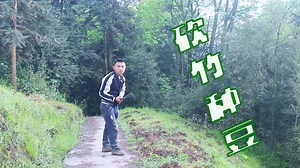 【二娃子Vlog147】豆苗结果有妙招！农村小伙砍甜竹给它搭支架怪不得每年豆子爆棚