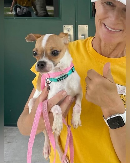 57 reactions · 36 shares | #SmallDog chihuahua on the adoption floor and he’s scared and super skinny. This adorable little guy doesn’t even have a name yet. He came in as an emaciated stray dog and he needs a good home. #A281248 www.collierpets.com (Naples, FL) | Collier DAS Dogs -by volunteers | Facebook