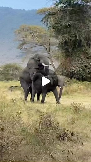 Visit Tanzania on Instagram: "Elephants Mating in the Ngorongoro Crater When a male approaches, a female in estrus may at first show wariness, but if she is interested, she will then leave the family group, walking with her head up and turned sideways to watch the male as he follows behind. The male may chase the female if she retreats and will chase off any other males. Elephants may stroke each other with their trunks before the male mounts the female from behind, standing almost vertically as