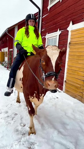 Snowy Cow Riding Adventure