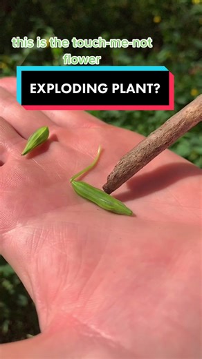 Exploding Touch-Me-Not Flower: Nature's Surprise