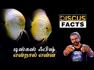 What is Discus Fish? || Discus Fish Facts || Tamil Version