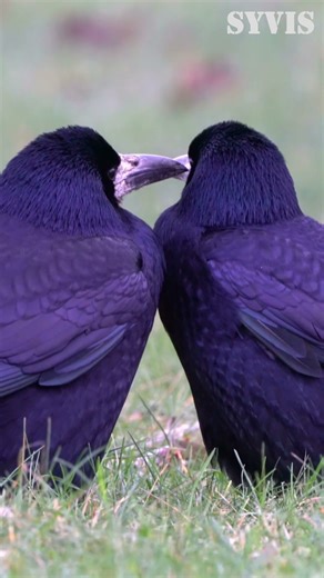 Affectionate Rook Couple