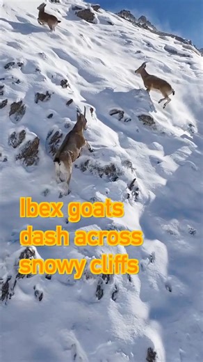295K views · 7.9K reactions | A herd of ibex goats was recently spotted in Xinjiang, China, running and leaping across snowy cliffs. These agile creatures typically live at altitudes between 3,500 and 6,000 meters in rugged, highland rock areas. #AlpineIbex #Xinjiang #WildlifeWonder | China Xinhua News | Facebook