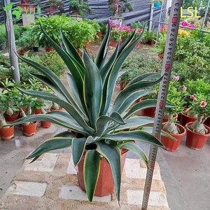 [Hot Item] Large Variegated Agave Live Plant for Outdoor Landscape Decor Bonsai