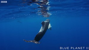 Blue Planet shows mourning whales whose newborn may have been killed by plastic
