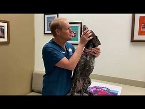 How to Clean Your Dog's Teeth at Home