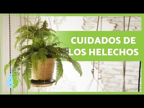 How to care for potted ferns: types, substrate, watering, and more!