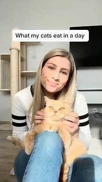 Das essen meine Katzen alles so an einem Tag!