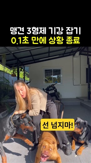 무서운 건 맹견이 아니라 '통제 못 하는 주인'입니다 #맹견 #도베르만 #핏불