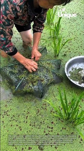 Aquaculture for beginners: a simple guide to eel farming