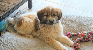 Owl Grabs 12-Week-Old Puppy From Foster Home’s Backyard And Lets Her Fall Onto Golf Court
