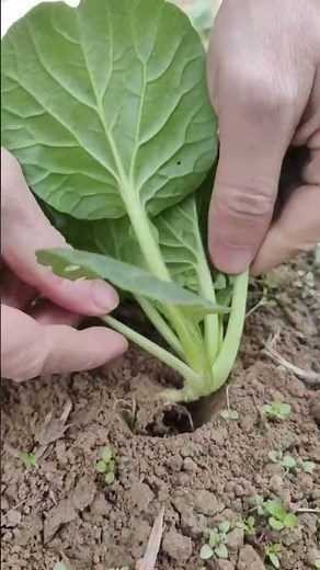 Cultivation of high quality chinese flat cabbage