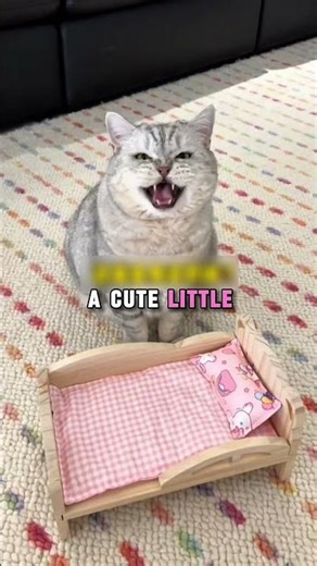 He Lost His Spot… But Got a Whole Room Instead 😭🐾 #shorts