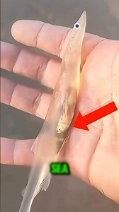Top 5 mind-blowing invisible Creatures on earth