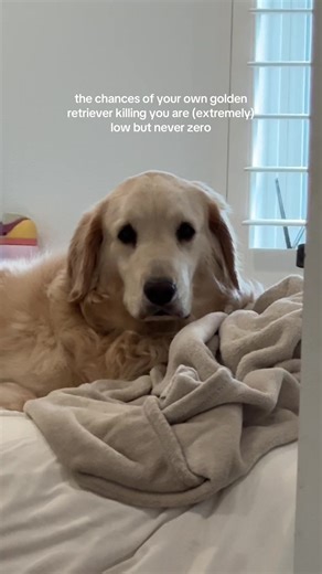 Understanding Your Golden Retriever's Behavior