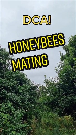 Honeybee Mating: The Drone Congregation Area (DCA)