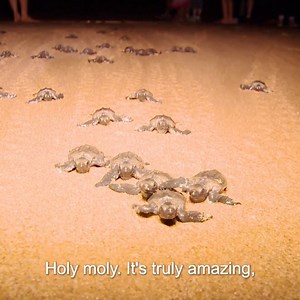 Witness a miracle! 😮 50% of the world's loggerhead turtle hatching happens on this beach, so it's vital the hatchlings have the best crack at life 🙌 | Untamed