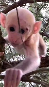 Alien baby monkey 💖🌿 #baby #NewsUpdate #monkey #Very #reels #Leo #newborn #cute #milkyway #crying | Monkey history 2024