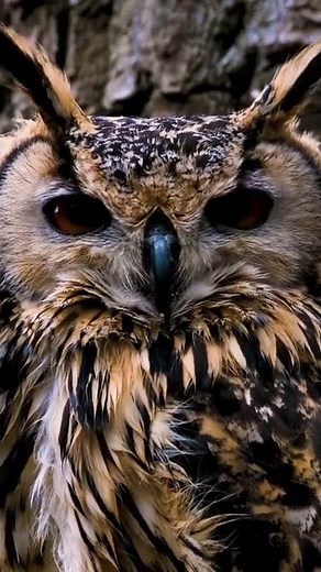 Sonido Búho Ulular / Owl Sound Hoot