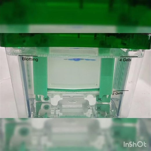 Running a western blot and waiting for proteins to move… 😅This part always feels the longest.