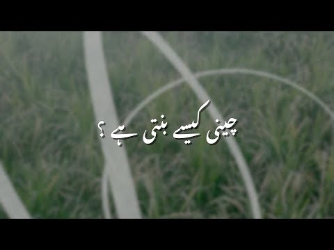 The Process of Manufacturing Sugar | Documentary