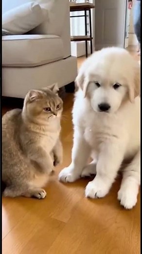 Cat vs Great Pyrenees Puppy. Scary and mischievous cat 😅Description