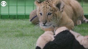 5.4K views · 34 reactions | CUB CUTIE: A liger cub was seen playing...