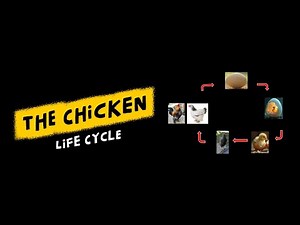 The Life Cycle of Chickens - From EGG to CHICKEN #chickenbiology #backyardchickens