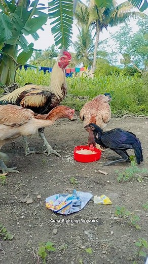 Gunaseelan S on Instagram: "One side love ❣️ My Happiness 😊 Sevalsandai 🐓 Sandaiseval 🐓 Kattuseval 🔥 rooster 🐔 Seval lovers ❣️"