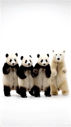 Panda Polar Dance 🐼