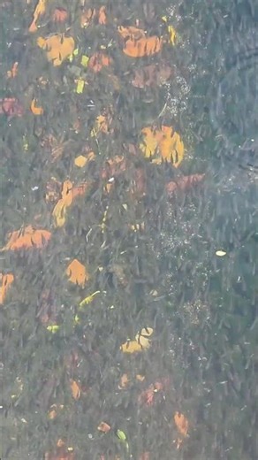 Listen to This Quran Recitation Once, Your Heart Will Find Peace. #shortvideo #shorts