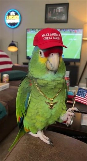 MAGA Parrot Goes FULL SEND Watching Football! 😂🇺🇸