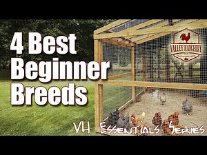 4 Best Chicken Breeds For Beginning Chicken Keepers