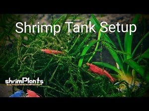 How To Set Up A New Neocaridina Shrimp Tank | Beginner's Guide To New Shrimp Tank Setup